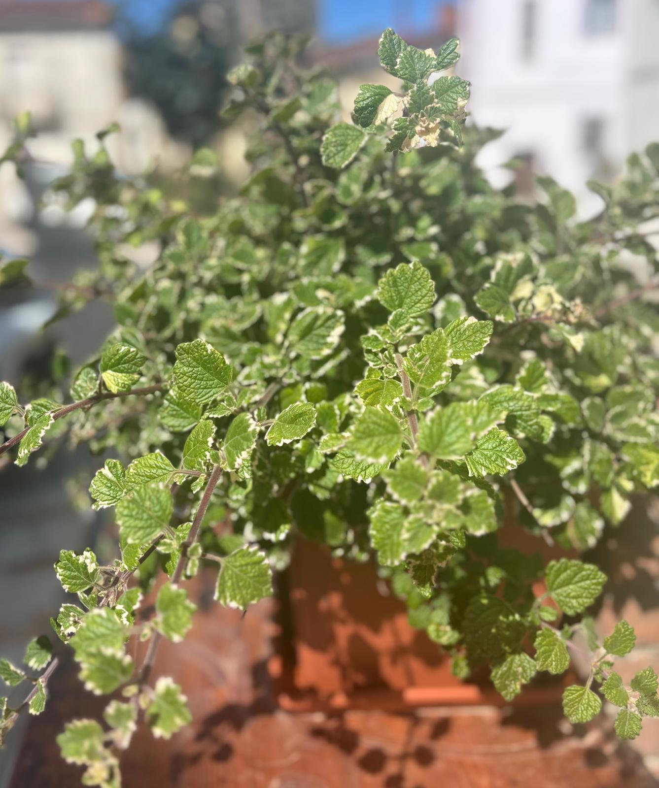 Pianta aromatica sul balcone